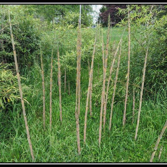 Bamboo Photographic Art Print - Picture 11 of 12